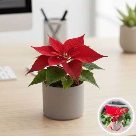 Craciunita - Craciunita Mini - Rosu