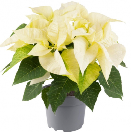 Craciunita - Mini Alba [1]