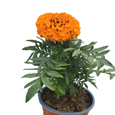 Craite Portocaliu - duble (2L) [1]