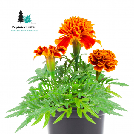 Flori Gradina si Balcon - Craite Rosu-Galben (2L)