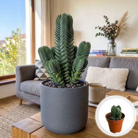 Crassula Ovata - crassula-buddhas-temple-suculenta-rara-pepiniera-sibiu