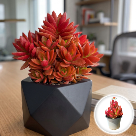 Crassula Ovata - crassula-on-fire-suculenta-rosie-ghiveci-pepiniera-sibiu