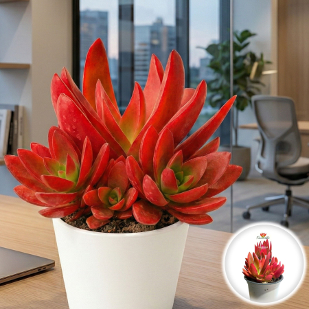 Crassula Ovata - crassula-on-fire-suculenta-rosie-ghiveci-pepiniera-sibiu