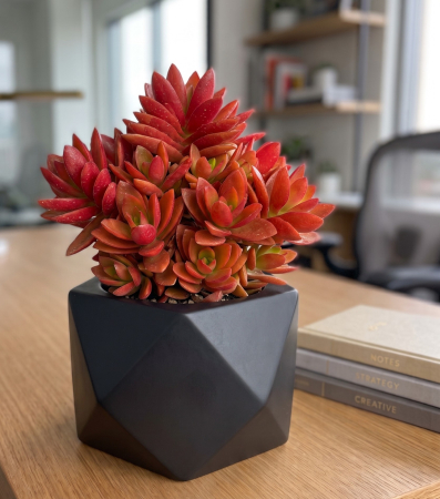 crassula-on-fire-suculenta-rosie-ghiveci-pepiniera-sibiu [1]