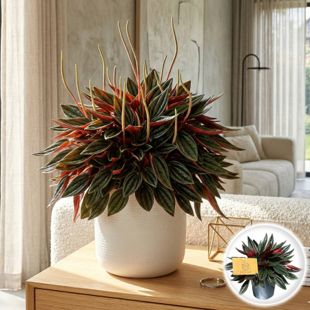 Plante Interior - peperomia-caperata-rosso-15cm-p-ros-15-10-pepiniera-sibiu