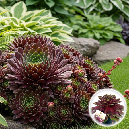 Pachet 3 Sempervivum - 15cm [1]
