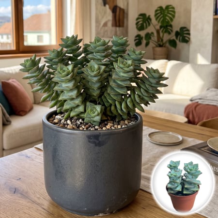 Crassula Ovata - crassula-perforata-azul-planta-suculenta-pepiniera-sibiu