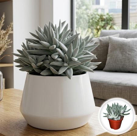 Plante Interior - crassula-silver-spark-suculenta-argintie-pepiniera-sibiu