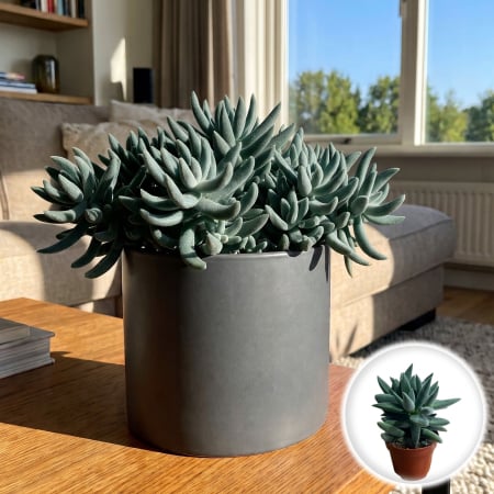 Crassula Ovata - crassula-perforata-azul-planta-suculenta-pepiniera-sibiu