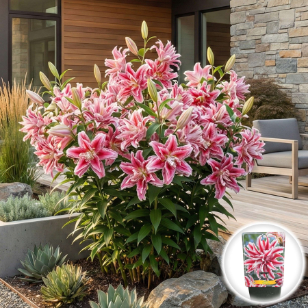 Flori Gradina si Balcon - crin-oriental-magic-star-dublu-roz-parfumat-pepiniera-sibiu