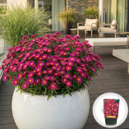 Flori Gradina si Balcon - aster-novi-belgii-crimson-brocade-rosu-toamna-pepiniera-sibiu