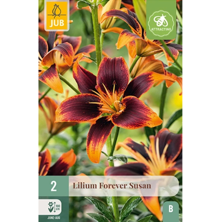 Bulbi de Crini - Bulbi Crini Forever Susan Bicolori Jub Holland Pepiniera Sibiu