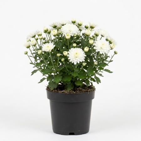 Flori Gradina si Balcon - Crizantema Mini Alba Chrysanthemum Pepiniera Sibiu