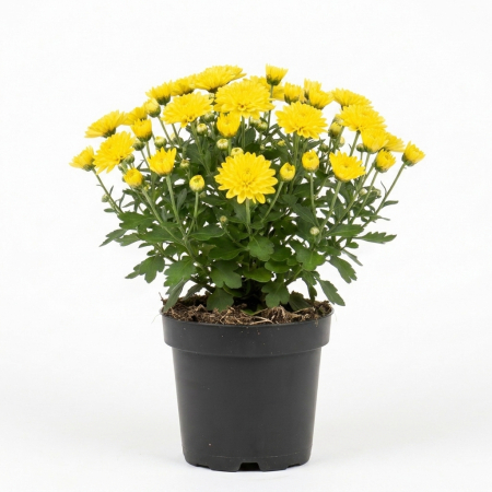 Flori Gradina si Balcon - Crizantema galbena Chrysanthemum planta ramificata inflorita ghiveci 12cm Pepiniera Sibiu