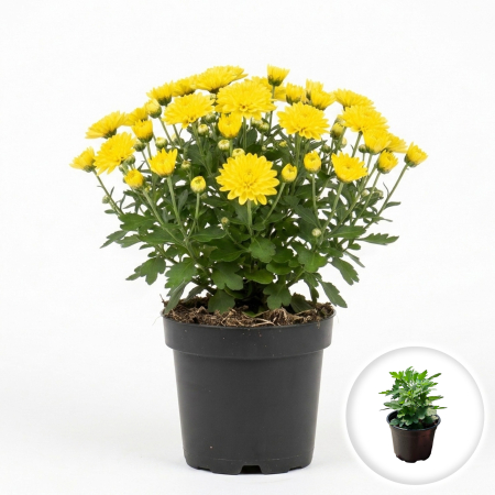 Flori Gradina si Balcon - Crizantema galbena Chrysanthemum planta ramificata inflorita ghiveci 12cm Pepiniera Sibiu