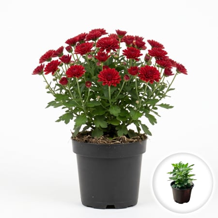 Flori Gradina si Balcon - chrysanthemum-red-crizantema-rosie-toamna-pepiniera-sibiu
