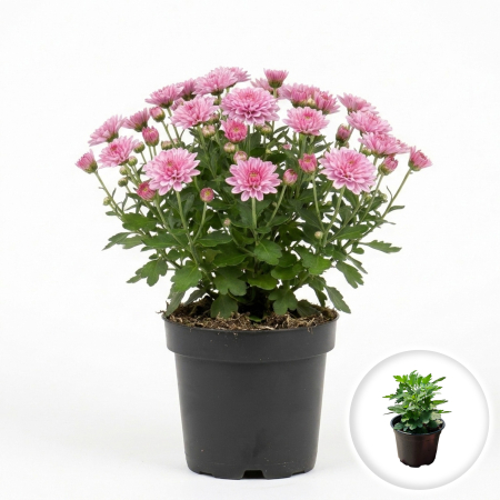 Flori Gradina si Balcon - Crizantema roz Chrysanthemum planta compacta ramificata inflorita ghiveci 12cm Pepiniera Sibiu