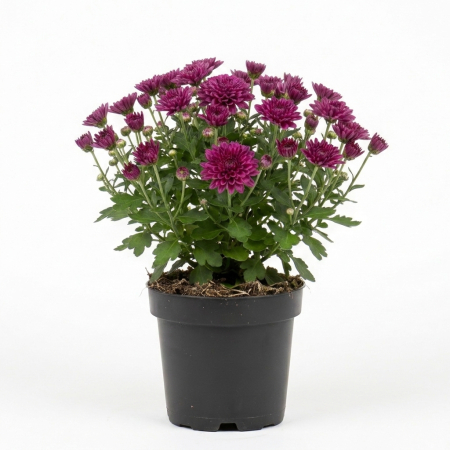 Flori Gradina si Balcon - Crizantema mov Chrysanthemum planta ramificata inflorita ghiveci 12cm Pepiniera Sibiu