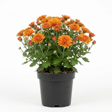 Flori Gradina si Balcon - Crizantema portocalie Chrysanthemum planta ramificata inflorita ghiveci 12cm Pepiniera Sibiu