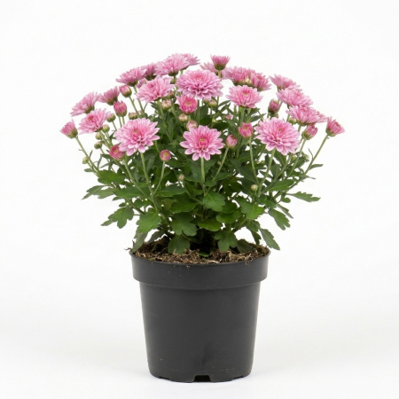 Flori Gradina si Balcon - Crizantema roz Chrysanthemum planta compacta ramificata inflorita ghiveci 12cm Pepiniera Sibiu
