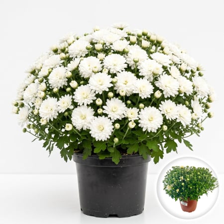 Flori Gradina si Balcon - Crizantema Multiflora Alba XL tufa mare inflorita ghiveci Pepiniera Sibiu