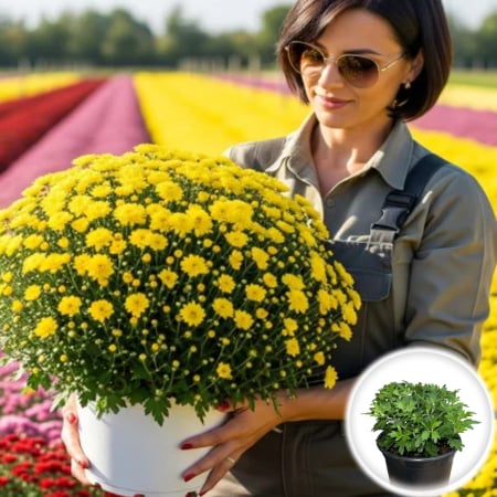 Flori Gradina si Balcon - Crizantema Multiflora Galbena XL tufa mare inflorita ghiveci Pepiniera Sibiu