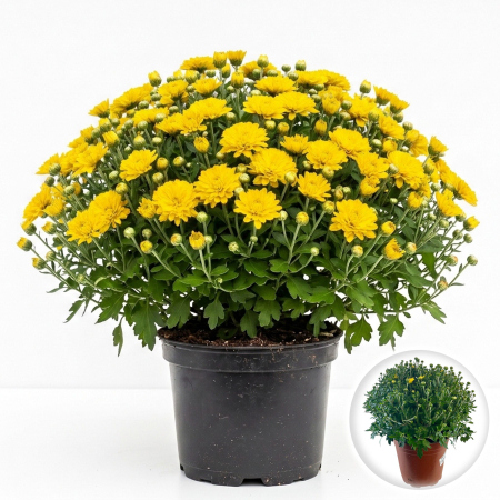 Flori Gradina si Balcon - Crizantema Multiflora Galbena XL tufa mare inflorita ghiveci Pepiniera Sibiu
