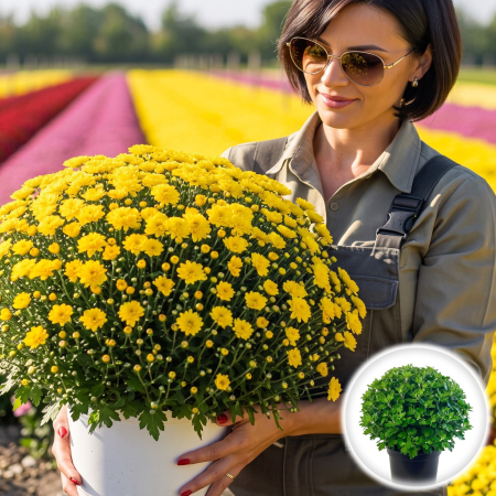 Flori Gradina si Balcon - Crizantema Multiflora Galbena XL tufa mare inflorita ghiveci Pepiniera Sibiu