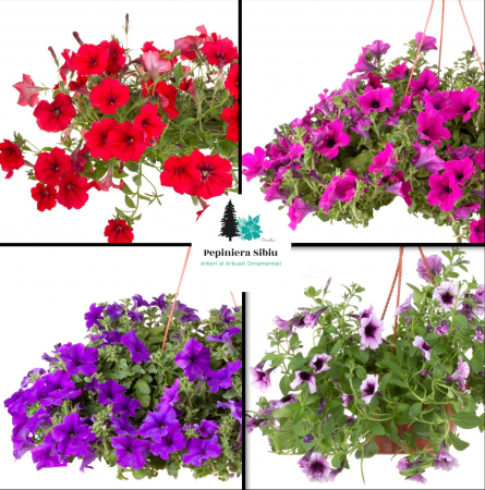 Flori Gradina si Balcon - Petunii Mari Curgatoare - pachet 4 buc