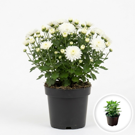 Flori Gradina si Balcon - Crizantema Mini Alba Chrysanthemum Pepiniera Sibiu