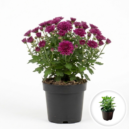 Flori Gradina si Balcon - Crizantema mov Chrysanthemum planta ramificata inflorita ghiveci 12cm Pepiniera Sibiu