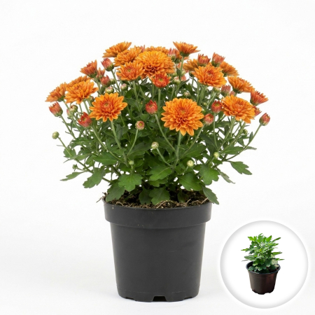 Flori Gradina si Balcon - Crizantema portocalie Chrysanthemum planta ramificata inflorita ghiveci 12cm Pepiniera Sibiu