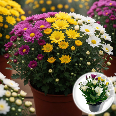 Flori Gradina si Balcon - Crizanteme Mix 3 culori - 25cm
