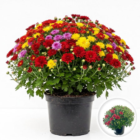 Flori Gradina si Balcon - Crizanteme Mix 3 culori - 30cm