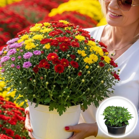Flori Gradina si Balcon - Crizanteme Mix 3 culori - 30cm