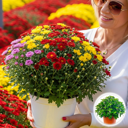 crizantema-multiflora-xl-mix-3-culori-ghiveci-pepiniera-sibiu [1]
