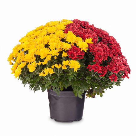 Flori Gradina si Balcon - Mix 2 Crizanteme XL Galben-Rosu tufa rotunda, ghiveci, Pepiniera Sibiu