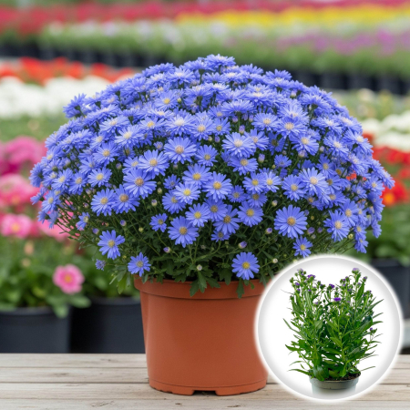 Aster - Albastru - 25cm+ [1]