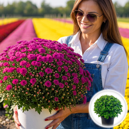 Flori Gradina si Balcon - Crizantema Multiflora Mov XL tufa mare inflorita ghiveci Pepiniera Sibiu