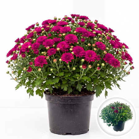 Flori Gradina si Balcon - Crizantema Multiflora Mov XL tufa mare inflorita ghiveci Pepiniera Sibiu