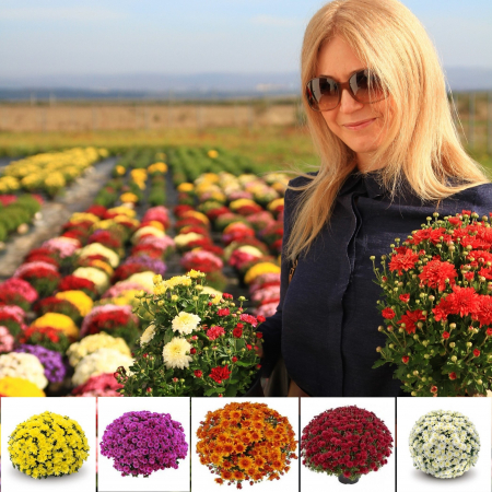 Flori Gradina si Balcon - Crizanteme Mix - Mari