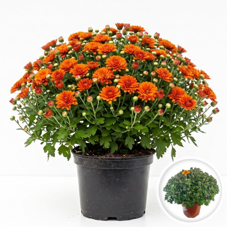 Flori Gradina si Balcon - Crizantema Multiflora Portocalie XL tufa mare inflorita ghiveci Pepiniera Sibiu