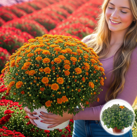 Crizantema Multiflora Portocalie XL tufa mare inflorita ghiveci Pepiniera Sibiu [1]