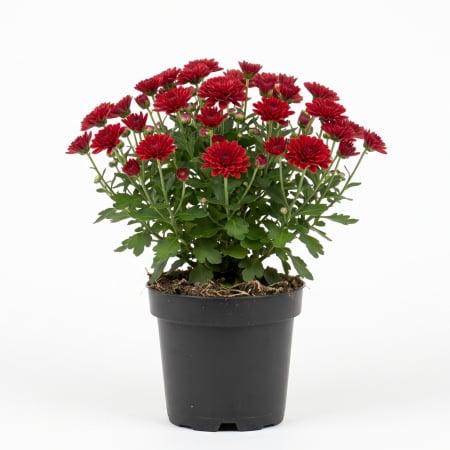 Flori Gradina si Balcon - chrysanthemum-red-crizantema-rosie-toamna-pepiniera-sibiu