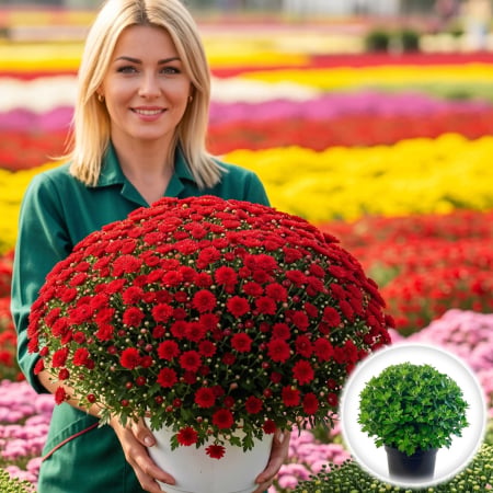 Flori Gradina si Balcon - Crizantema Multiflora Rosie XL tufa mare inflorita ghiveci Pepiniera Sibiu