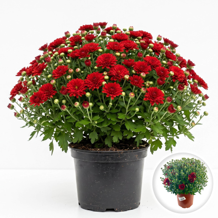 Flori Gradina si Balcon - Crizantema Multiflora Rosie XL tufa mare inflorita ghiveci Pepiniera Sibiu