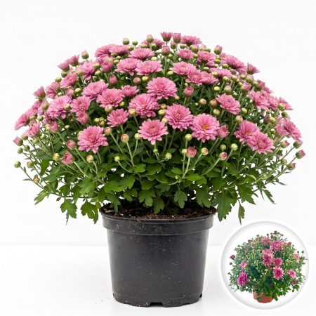 Flori Gradina si Balcon - Crizantema Multiflora Roz XL tufa mare inflorita ghiveci Pepiniera Sibiu