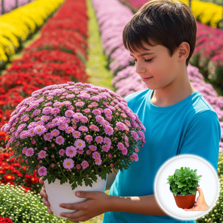 Flori Gradina si Balcon - Crizantema Multiflora Roz XL tufa mare inflorita ghiveci Pepiniera Sibiu