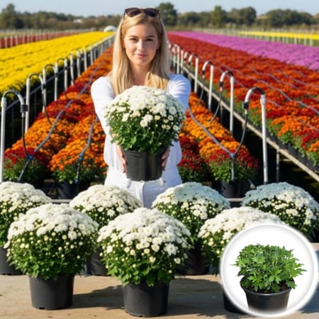 Flori Gradina si Balcon - Pachet 10 Crizanteme XL Alb
