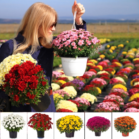 Flori Gradina si Balcon - pachet-5-crizanteme-multiflora-xl-diverse-culori-pepiniera-sibiu